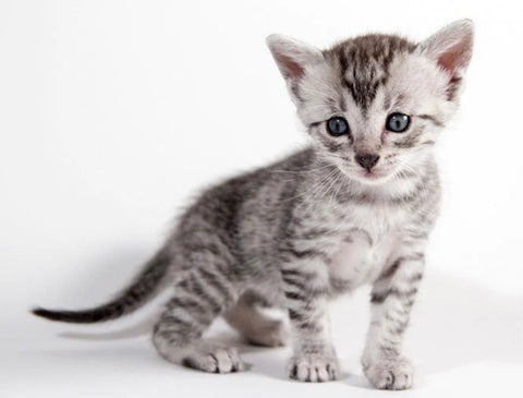 Exploring the History and Origins of the Egyptian Mau Cat