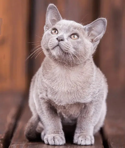 European Burmese Cat