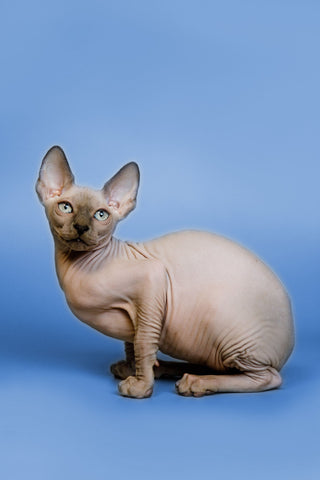 Why Sphynx Cat are Best Emotional Support Pets?