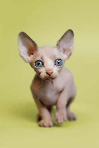 What You Need to Know Before Buying a Sphynx Cat