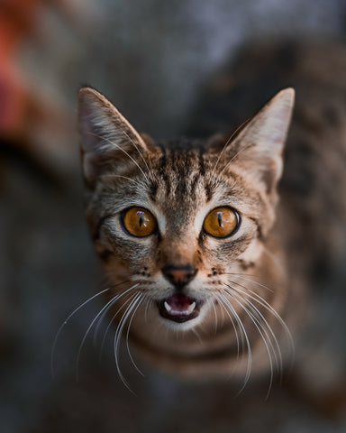 Majestic Toyger Cat