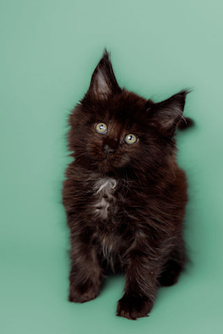 BASIC THINGS TO KNOW ABOUT A MAINE COON CAT