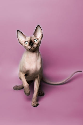 5 Reasons to Buy a Sphynx Cat