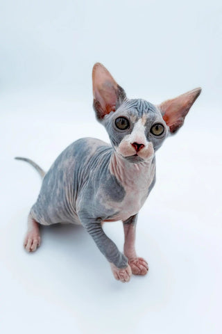 sphynx-kittens-for-sale