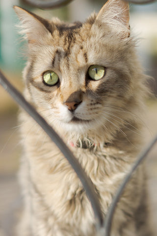 Curly Coated Cuteness: Embrace the Magic of LaPerm Cat