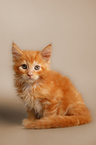 What You Need to Know Before Bringing Home a Maine Coon Cat