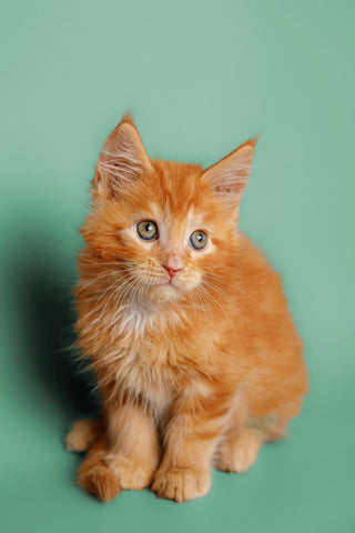 Grooming Tips of Maine Coon Cats