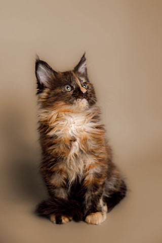 Maine Coon Kittens Price range and Maintenance Cost in 2023