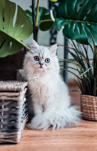 scottish-fold-kittens-for-sale