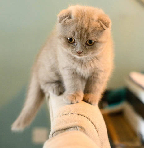 scottish-fold-kittens-for-sale