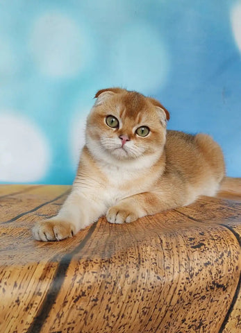 Choosing the Right Diet for Your Scottish Fold Cat