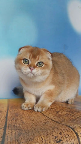 The Ultimate Guide to Scottish Fold Cat Adoption