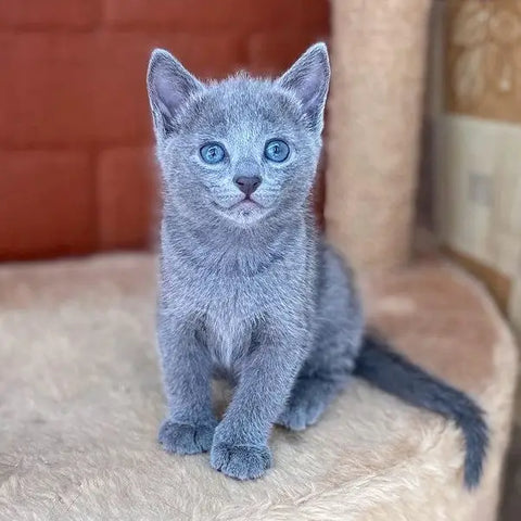 Russian Blue Cats