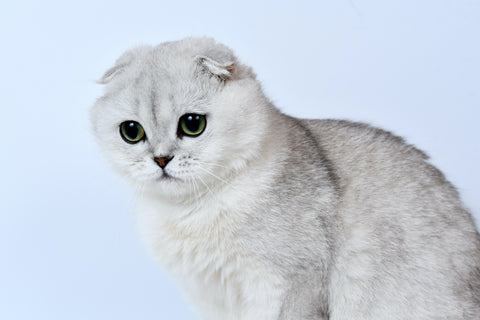 Scottish Fold Cat Care