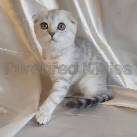 Understanding the Scottish Fold Cat's Unique Temperament
