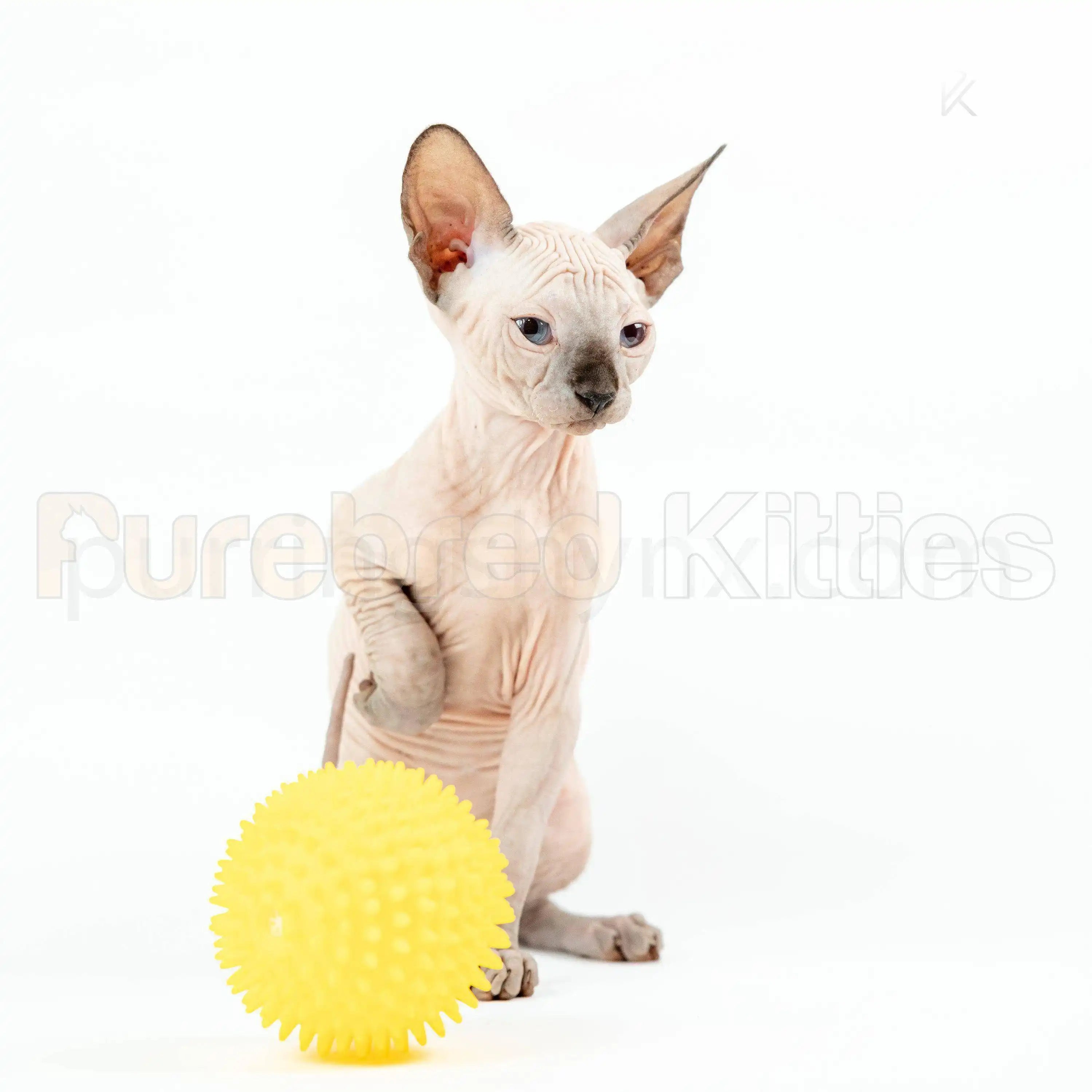 "Santa" Male Sphynx Kitten | 3.5 Month Old | Available for Pick Up and Delivery From March 20th - [Purebred Kitties],[buy kitten],[adopt cat]
