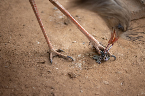 Adult Seriema manipulating keychain with digit 2 RPR the Wildlife World Zoo by Dr. Brian Curtice of Fossil Crates