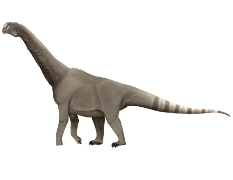 Camarasaurus