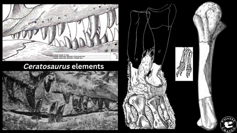 Ceratosaurus compared to Chienkosaurus