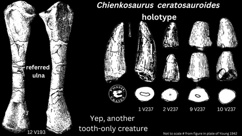 Chienkosaurus ulna and holotype teeth