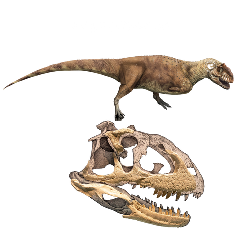 Majungasaurus Ankizy Fund