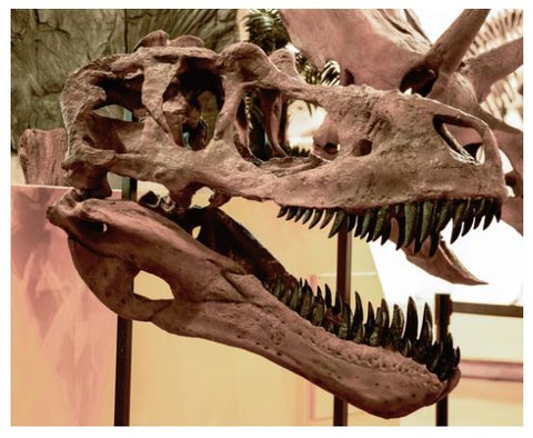 Daspletosaurus Fossil Crates