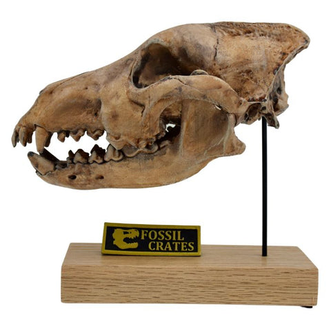 Dire Wolf Scaled Skull
