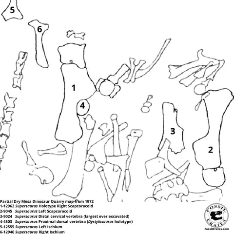 Supersaurus Brian Curtice Fossil Crates Dry Mesa Dinosaur Quarry Map