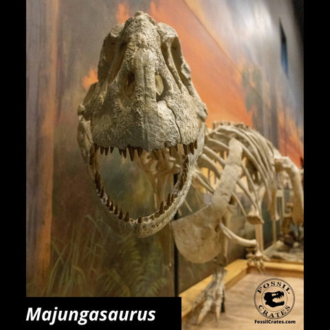 Majungasaurus Fossil Crates