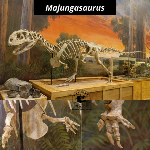 Majungasaurus Fossil Crates
