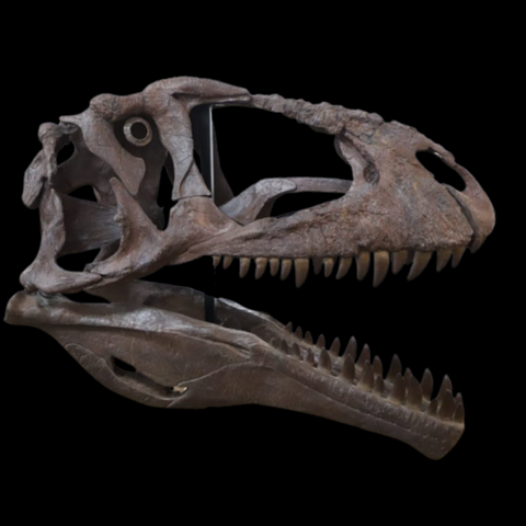 Meraxes gigas carcharodontosaurid fossil crates