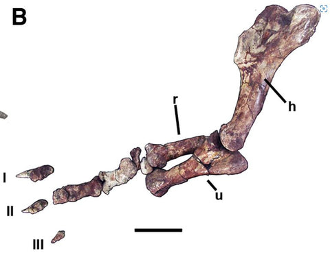 Meraxes gigas carcharodontosaur Argentina Cretaceous