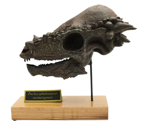 Pachycephalosaurus Scaled Skull