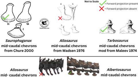 Saurophaganax Allosaurus Tarbosaurus Albertosaurus chevron comparison