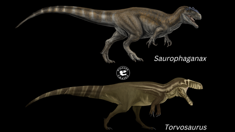 Saurophaganax Torvosaurus versus one another for King of the Jurassic Title