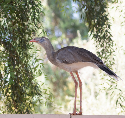 seriema cariama cristata