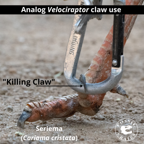 Seriema killing claw velociraptor