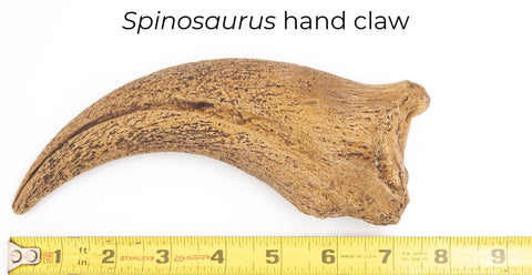 Spinosaurus Fossil Crates hand claw