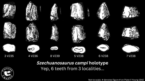 Szechuanosaurus holotype teeth