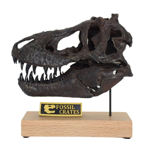 Tyrannosaurus rex scaled skull