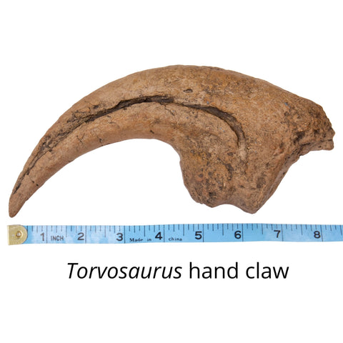 Torvosaurus hand claw FossiL Crates