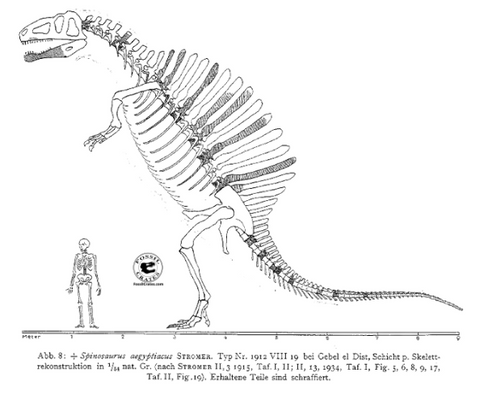 Stromer Fossil Crates Spinosaurus