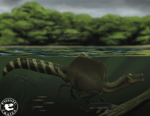 Spinosaurus swimming Fossil Crates
