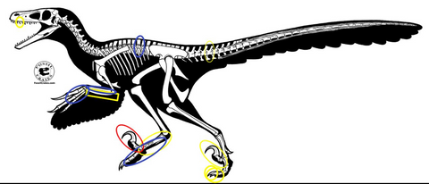 Pyroraptor skeleton