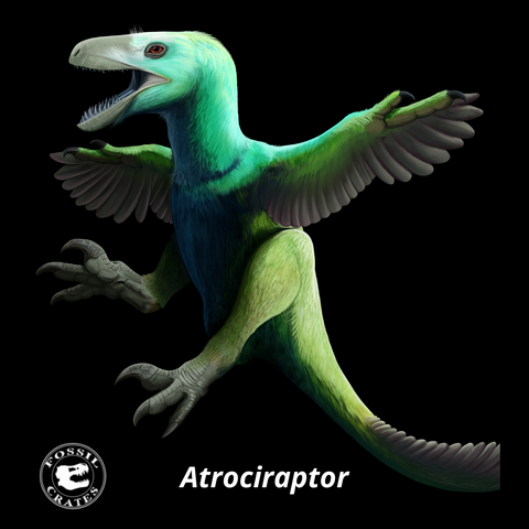 Atrociraptor green feathered dromaeosaurid "Raptor" dinosaur Fossil Crates dinosaur paleontology