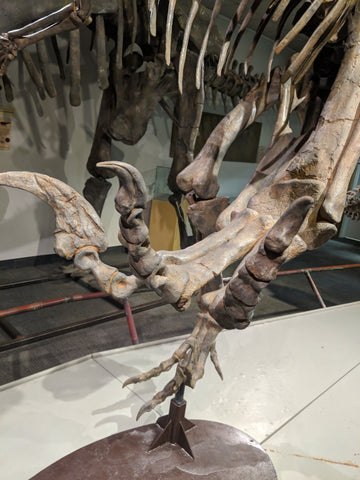 Utahraptor toe claws pedal ungual
