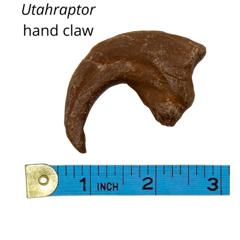 Utahraptor hand claw manual ungula