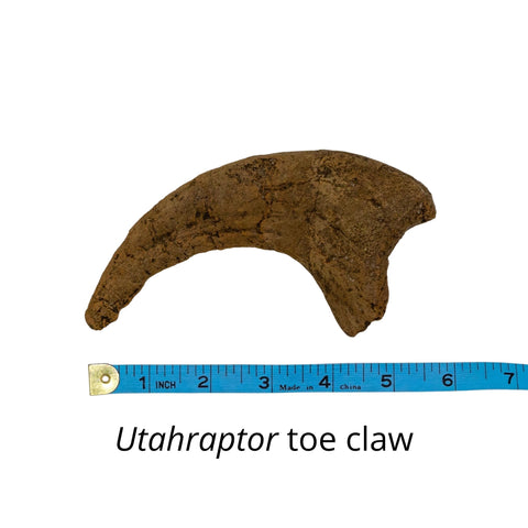 Utahraptor toe claw pedal ungual