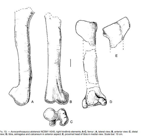 acrocanthosaurus ncsm 14345 femur