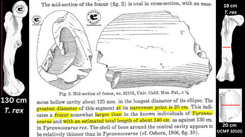 Is Szechuanosaurus nee Yanghuanosaurus larger than Tyrannosaurus?